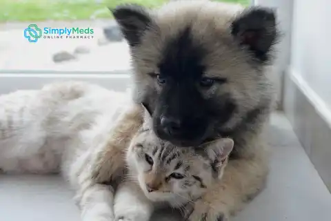 Ordering Private and Pet Prescriptions at Simply Meds Online