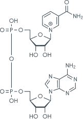Hinnao Molecular Image