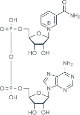 Hinnao Molecular Image